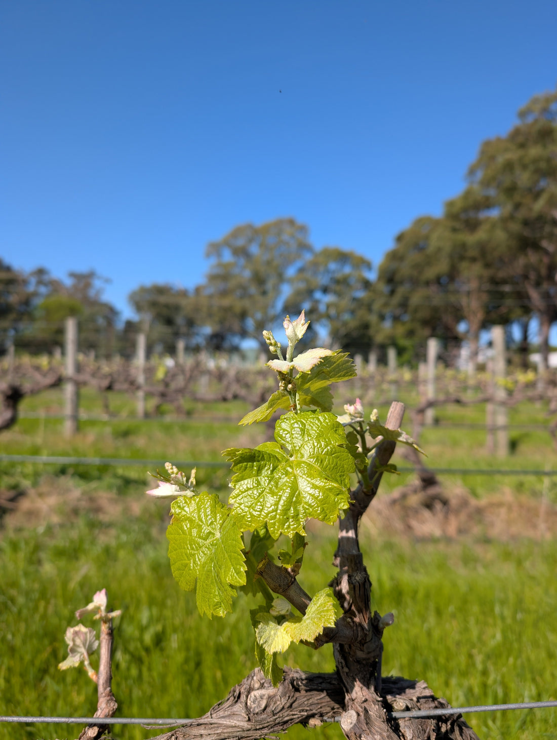 A New Vintage Awakens at Grounded Cru